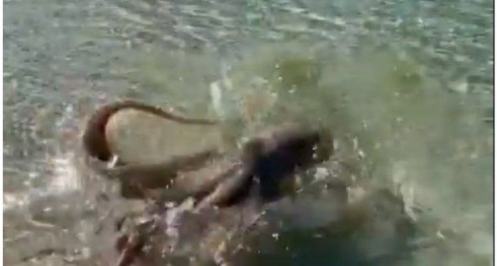 Έπεσε στη θάλασσα και του επιτέθηκε ένα μεγάλο χταπόδι![video]