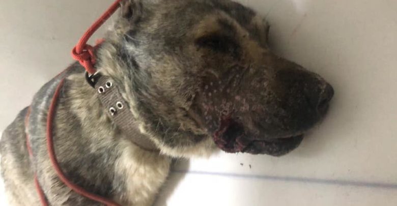 Κτηνωδία: Πυροβόλησαν σκύλο στο στόμα (ΦΩΤΟ)