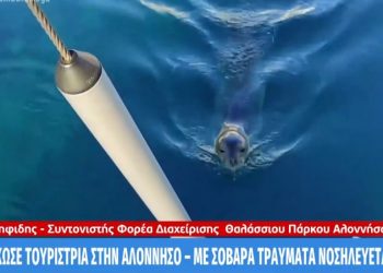 Αλόννησος: Με σοβαρά τραύματα η τουρίστρια που δαγκώθηκε απο φώκια[video]
