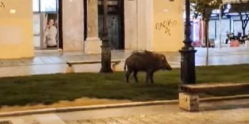 Θεσσαλονίκη: Αγριογούρουνο έκανε βόλτες στην Πλατεία Αριστοτέλους![video]