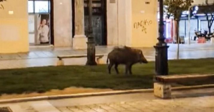 Θεσσαλονίκη: Αγριογούρουνο έκανε βόλτες στην Πλατεία Αριστοτέλους![video]