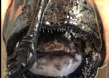 Έπαθαν πλάκα! Ψάρι βγαλμένο από… ταινία τρόμου ξεβράστηκε σε ακτή[video]