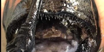 Έπαθαν πλάκα! Ψάρι βγαλμένο από… ταινία τρόμου ξεβράστηκε σε ακτή[video]