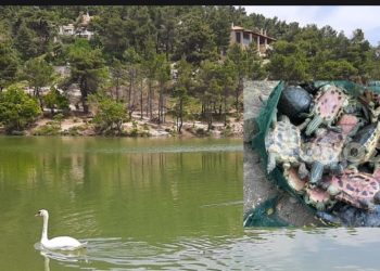 Κτηνωδία: Την ώρα που μιλούσε ο Χαρδαλιάς σκότωναν χελώνες στη λίμνη Μπελέτσι