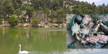 Κτηνωδία: Την ώρα που μιλούσε ο Χαρδαλιάς σκότωναν χελώνες στη λίμνη Μπελέτσι