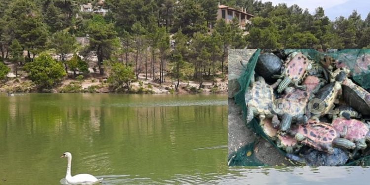 Κτηνωδία: Την ώρα που μιλούσε ο Χαρδαλιάς σκότωναν χελώνες στη λίμνη Μπελέτσι