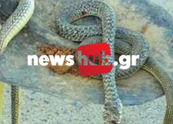 Γέμισαν φίδια! Τα Βγάζουν με φτυάρια από τις αυλές των σπιτιών τους[Φωτογραφίες]