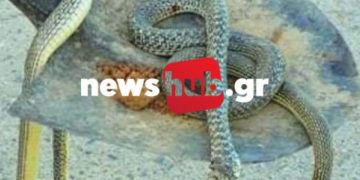 Γέμισαν φίδια! Τα Βγάζουν με φτυάρια από τις αυλές των σπιτιών τους[Φωτογραφίες]