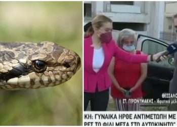 Χαμός με τα φίδια στην Θεσσαλονίκη: Μπαίνουν στα αυτοκίνητα, 250 ευρώ το κόστος (vid)