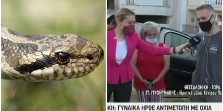 Alldaynews.gr Χαμός με τα φίδια στην Θεσσαλονίκη: Μπαίνουν στα αυτοκίνητα, 250 ευρώ το κόστος (vid)