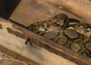 Στο ελληνικό Survivor είχαν σφάξει και είχαν φάει έναν πύθωνα (vid)