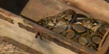 Alldaynews.gr Στο ελληνικό Survivor είχαν σφάξει και είχαν φάει έναν πύθωνα (vid)