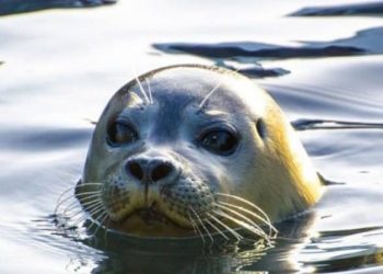 Αλόννησος: Φώκια δάγκωσε τουρίστρια-Νοσηλεύεται στο Νοσοκομείο Βόλου