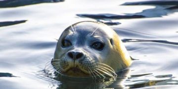 Alldaynews.gr Αλόννησος: Φώκια δάγκωσε τουρίστρια-Νοσηλεύεται στο Νοσοκομείο Βόλου