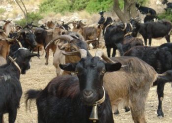 Ρέθυμνο: Πατέρας και γιος έσφαξαν κοπάδι για να εκδικηθούν!