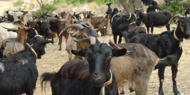 Alldaynews.gr Ρέθυμνο: Πατέρας και γιος έσφαξαν κοπάδι για να εκδικηθούν!