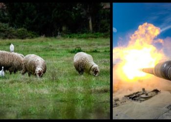 Απίστευτο περιστατικό σε πεδίο βολής: Βλήμα του ελληνικού στρατού έφυγε από το στόχο και σκότωσε κοπάδι (video)