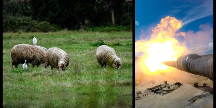 Alldaynews.gr Απίστευτο περιστατικό σε πεδίο βολής: Βλήμα του ελληνικού στρατού έφυγε από το στόχο και σκότωσε κοπάδι (video)