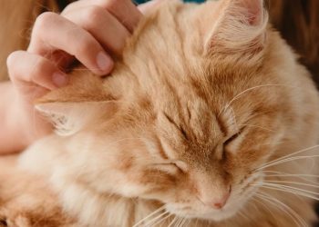 Άννα Φόνσου: Όταν δεν είχα δουλειά, φύλαγα γάτες[video]