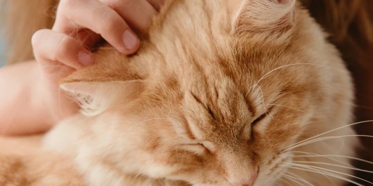 Άννα Φόνσου: Όταν δεν είχα δουλειά, φύλαγα γάτες[video]