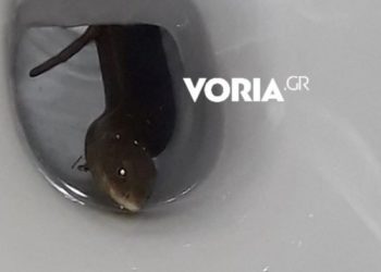 Θεσσαλονίκη: Σήκωσε το καπάκι της τουαλέτας της και αντίκρισε έναν… τυφλίτη![photo]