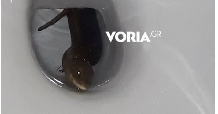 Θεσσαλονίκη: Σήκωσε το καπάκι της τουαλέτας της και αντίκρισε έναν… τυφλίτη![photo]