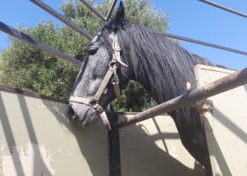 Ηράκλειο: Αυτόφωρο και 30.000 ευρώ πρόστιμο για κακοποίηση αλόγου
