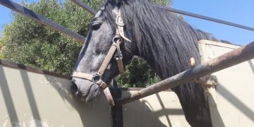 Ηράκλειο: Αυτόφωρο και 30.000 ευρώ πρόστιμο για κακοποίηση αλόγου