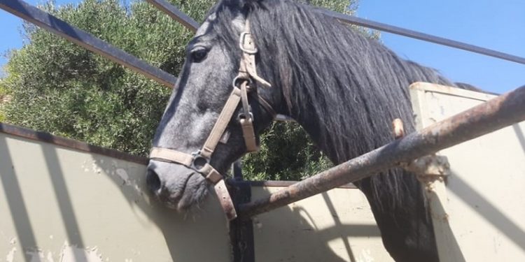 Ηράκλειο: Αυτόφωρο και 30.000 ευρώ πρόστιμο για κακοποίηση αλόγου