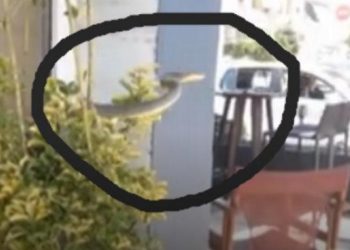 Πανικός στις Σέρρες: Φίδι πετάγεται μπροστά στους πελάτες καφετέριας (vid)