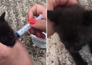 Κτήνη: Έκλεισαν ζωντανό μωρό γατάκι σε σακούλα με ψωμιά[Βίντεο]