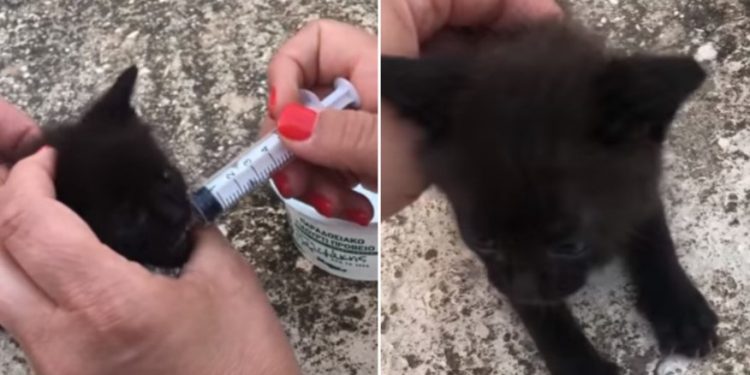 Κτήνη: Έκλεισαν ζωντανό μωρό γατάκι σε σακούλα με ψωμιά[Βίντεο]