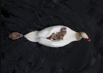 Πατέρας κύκνος φροντίζει μόνος του τα μωρά αφού η μητέρα πέθανε μετά τη γέννα[video]