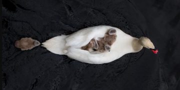 Πατέρας κύκνος φροντίζει μόνος του τα μωρά αφού η μητέρα πέθανε μετά τη γέννα[video]