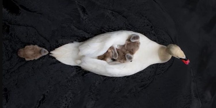 Πατέρας κύκνος φροντίζει μόνος του τα μωρά αφού η μητέρα πέθανε μετά τη γέννα[video]