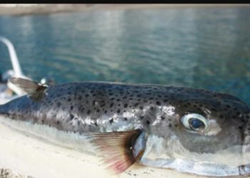 λαγοκέφαλων