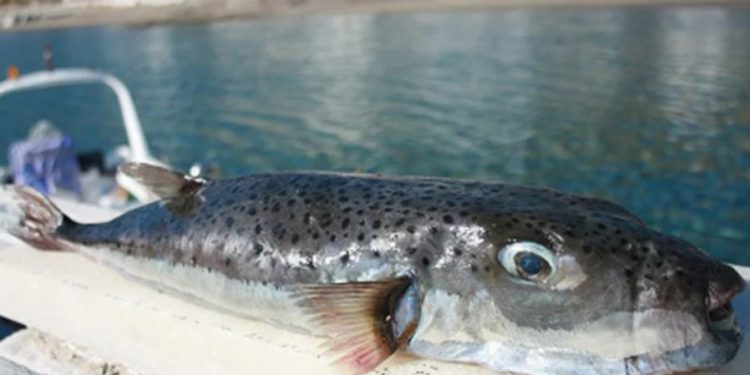 λαγοκέφαλων