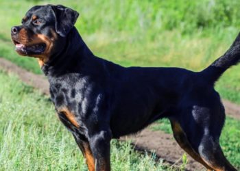 Μετς: “Φάτον! Φάτον!”-Πατέρας και γιος έβαλαν ροτβάιλερ να επιτεθεί σε 30χρονο![photos]