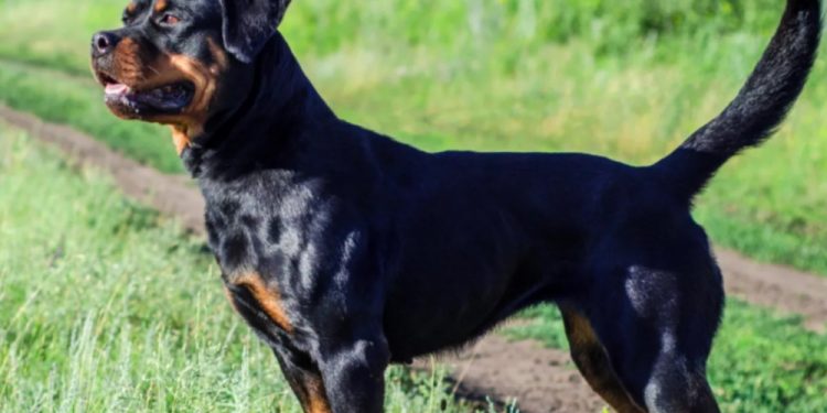 Μετς: “Φάτον! Φάτον!”-Πατέρας και γιος έβαλαν ροτβάιλερ να επιτεθεί σε 30χρονο![photos]