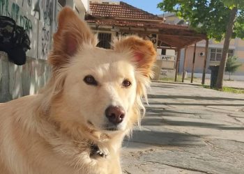 Ποιος πήρε την Silver; Την αγαπημένη σκυλίτσα της Φάρμας[photo]