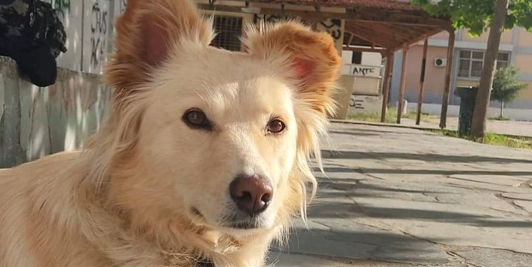 Ποιος πήρε την Silver; Την αγαπημένη σκυλίτσα της Φάρμας[photo]