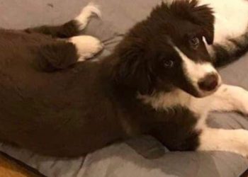 Γλυκά Νερά: Αυτό είναι το σκυλάκι της Καρολάιν που Κρέμασε ο 32χρονος πιλότος