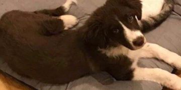 Alldaynews.gr Γλυκά Νερά: Αυτό είναι το σκυλάκι της Καρολάιν που Κρέμασε ο 32χρονος πιλότος