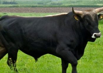 Τραγωδία στο Δάλι: Τον Σκότωσε ο ταύρος που του επιτέθηκε στο χωράφι