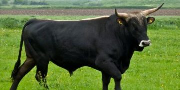 Alldaynews.gr Τραγωδία στο Δάλι: Τον Σκότωσε ο ταύρος που του επιτέθηκε στο χωράφι