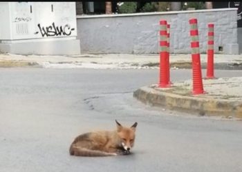 Σχοινιάς: Σκότωσαν αλεπού και την τοποθέτησαν σε κλαδί δέντρου με μάσκα θαλάσσης[photos]