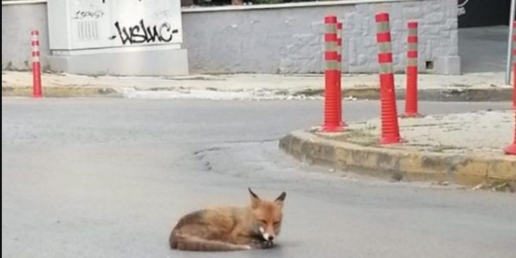 Σχοινιάς: Σκότωσαν αλεπού και την τοποθέτησαν σε κλαδί δέντρου με μάσκα θαλάσσης[photos]