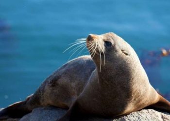 Αλόννησος: Αμοιβή 18.000 ευρώ για να συλληφθεί αυτός που σκότωσε την φώκια «Κωστής»