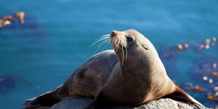 Alldaynews.gr Αλόννησος: Αμοιβή 18.000 ευρώ για να συλληφθεί αυτός που σκότωσε την φώκια «Κωστής»