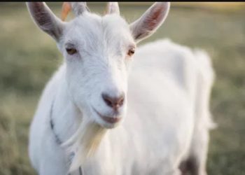 «Τι κάνεις εκεί ρε;», «Αυτό που βλέπεις»-Σύλληψη για ασέλγεια σε κατσίκα στο Μενίδι